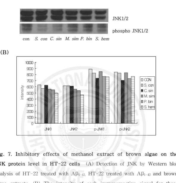 Fig. 7. Inhibitory effects of methanol extract of brown algae on the JNK protein level in HT-22 cells (A) Detection of JNK by Western blot analysis of HT-22 treated with Aβ 1-42, HT-22 treated with Aβ 1-42 and brown