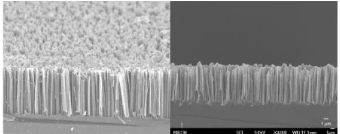 Figure  1.  실리콘나노구조체담지  팔라듐나노입자촉매(SiNA-Pd)의  SEM  사진.