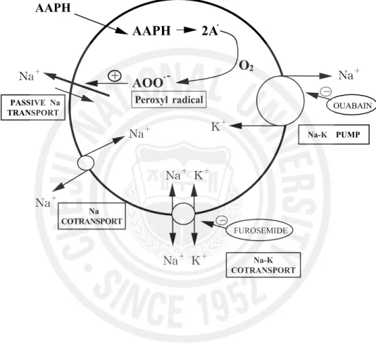 Figure  3.  Model  of  The  Mechanism  of  AAPH  Induced  Na-Leak  in   Red  Blood  Cell