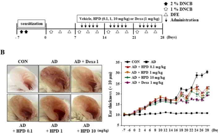 Fig. 1. Experimental schematic design, and effects of HPD on AD-like skin inflammation
