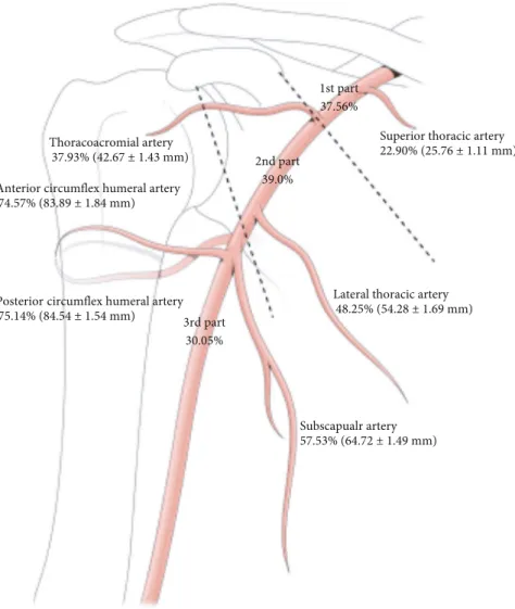 Figure 1: Topography of the axillary artery.