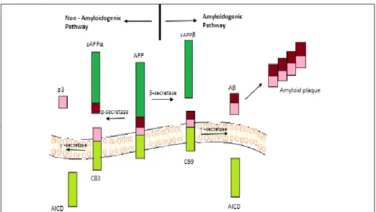 Figure 1. Amyloid precursor protein (APP) cleavage in normal (non-amyloidogenic) and AD (am- (am-yloidogenic) pathways