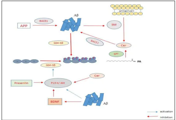 Figure 2. Interactions occurring between amyloid beta (Aβ), hyperphosphorylated tau, glycogen  synthase kinase 3β (GSK-3β) and ceramides (cer)