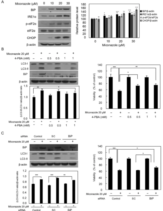 Figure 3. ER stress‑inducing effects of miconazole. (A) Expression of ER stress‑associated proteins in U251MG cells exposed to the indicated concentrations  of miconazole for 24 h, as determined by western blotting