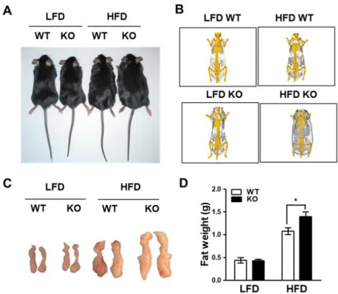 Figure 1. Increased fat accumulation by HFD in IDH2 KO mice. (A) Representative photograph of WT and IDH2 KO mice after 4 wk of HFD feeding