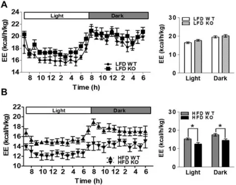 Figure 4. Lower energy expenditure in IDH2 KO mice. Energy expenditure over 24 h period was measured