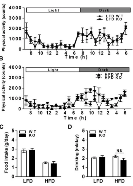 Figure 5. Lower physical activity of the IDH2 KO mice. (A&amp;B) Physical activity during 24 h light and dark cycles recorded at the second day after 1-day acclimatization in WT and IDH2 KO mice fed with LFD and HFD for 4 wk