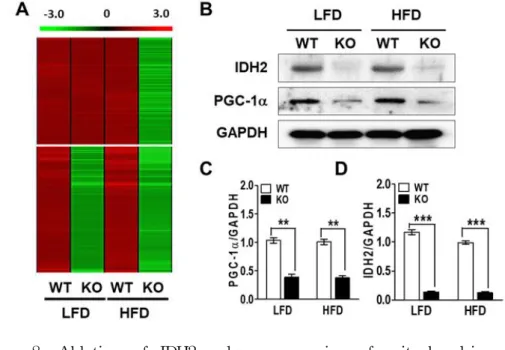 Figure 8. Ablation of IDH2 reduces expression of mitochondria-related genes in BAT. (A) Heat map representation of down regulated genes in IDH2 KO BAT of HFD sample (top) or down regulated in both LFD and HFD (bottom)