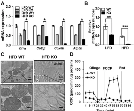 Figure 9. Deficiency of IDH2 decreases mitochondrial function in BAT.