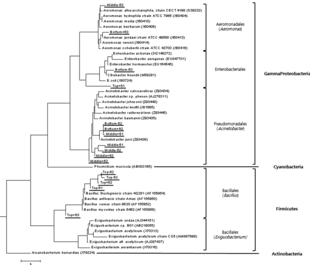 Fig. 3. Phylogenetic analysis of 16S rRNA partial gene sequences (1.3 kb in length by 63f/1387r primer)