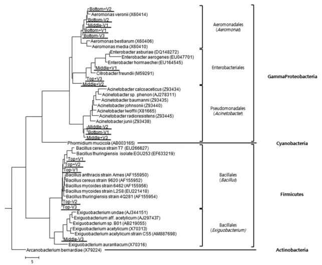 Fig. 4. Phylogenetic tree showed the relation 16S rRNA partial gene sequences (203 bp in length by V3F/V3R primer) to  reference major strains of domain Bacteria
