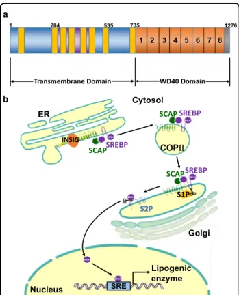 Fig. 1 Schematic model of the domain organization and processing mechanism of SCAP. a SCAP proteins consist of an amino-terminal domain of eight transmembrane helices and a carboxyl-terminal WD40 domain