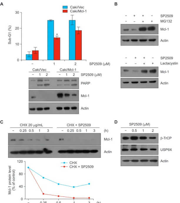 Figure 4. LSD1 inhibitor SP2509 downregulates Mcl­1 expression in Caki cells. (A, B) Vector cells (Caki/Vec) and Mcl-1-overexpressing cells  (Caki/Mcl-1) were treated with SP2509 (2 μM) for 24 hours
