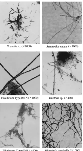 Fig. 8. Photographs of filamentous micro-organisms identi- identi-fied in this study.