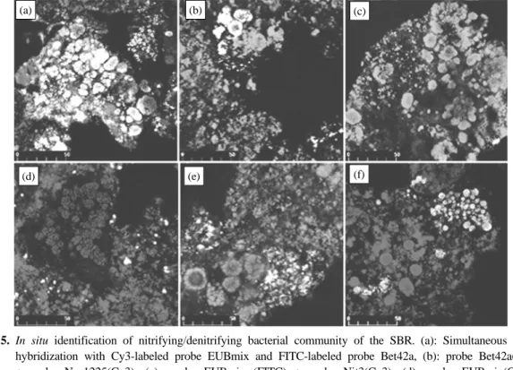 Fig. 6은  전체  박테리아(EUBmix)를  기준으로  AOB인  Nitrosomonas와  NOB인  Nitrobacter spp.와  genus  Nitrospira,  acetate를  이용하는  탈질  미생물인  DEN124와  DEN581에  특