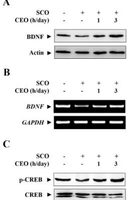 Fig. 4. Effects of CEO on the expression of BDNF and activation  of  CREB  in  the  hippocampus