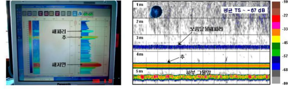 Fig. 2. Example of acoustic TS of A. aurita at 200 kHz.