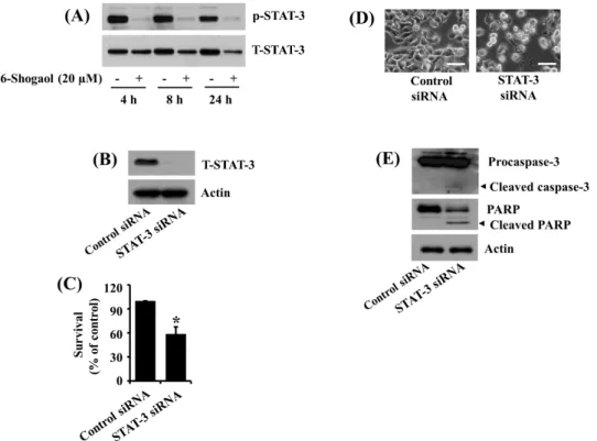 Figure 3. Effects of 6-Shogaol or gene silencing of STAT-3 on the expression and/or phosphorylation levels of STAT-3, procaspase-3, PARP cleavage, and survival of SW872 cells