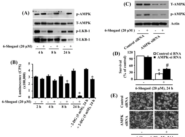 Figure 4. Effects of 6-Shogaol or gene silencing of AMPK on the expression and/or phosphorylation of AMPK, LKB-1, cellular ATP content, and survival of SW872 cells