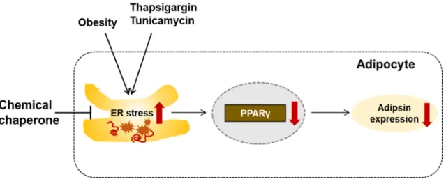 Figure 8. A graphical representation of the results of the present study. Activated ER stress induced  by obesity or ER stress inducers (thapsigargin or tunicamycin) reduces adipsin expression,  presumably through downregulation of PPARγ in adipocytes