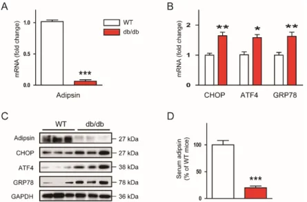 Figure 1. Adipsin expression is inversely associated with endoplasmic reticulum (ER) stress in vivo