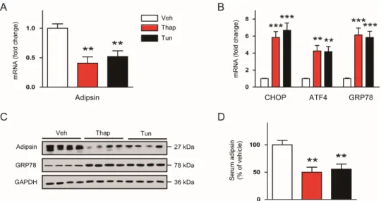 Figure 2. Acute ER stress downregulates adipsin expression in vivo. C57BL/6N mice were  intraperitoneally injected with vehicle (Veh; dimethyl sulfoxide), thapsigargin (Thap; 1 mg/kg), or  tunicamycin (Tun; 2.5 mg/kg)