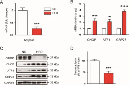 Figure 3. Chronic ER stress downregulates adipsin expression in vivo. C57BL/6N mice were fed a  normal chow diet (ND) or a high-fat diet (HFD) for 12 weeks