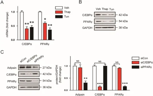 Figure 5. The ER stress-mediated downregulation of adipsin is attributed to reduced expression of  peroxisome proliferator-activated receptor γ (PPARγ)