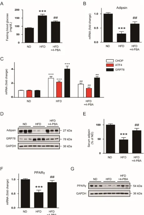 Figure 7. Administration of 4-PBA reverses the ER stress-mediated downregulation of adipsin in  vivo