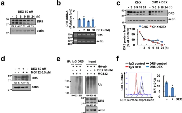 Figure 5. DEX reduces DR5 protein stability. (a,b) Caki-1 cells were treated with 50 nM DEX for the  indicated time periods (a) or indicated concentrations of DEX for 24 h (b)