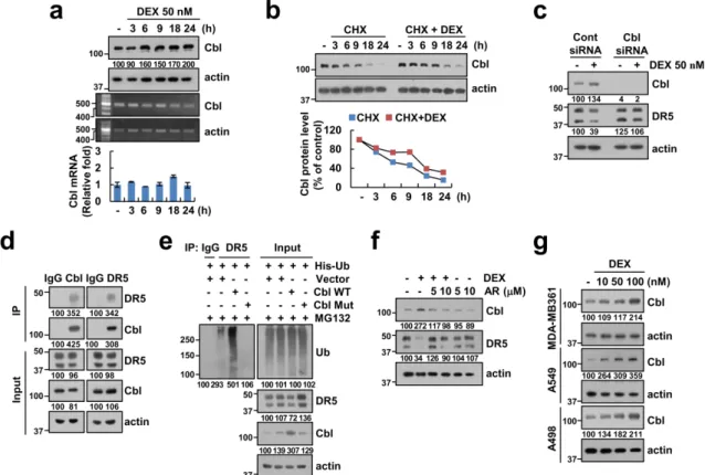 Figure  6.  DEX increases  ubiquitination  of  DR5  via  upregulation  of  Cbl  expression