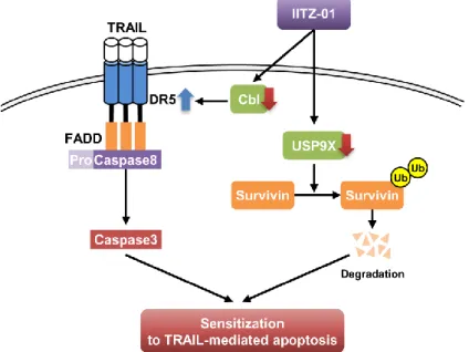 Figure 8. The diagram indicating the mechanism of IITZ-01-induced TRAIL sensitization