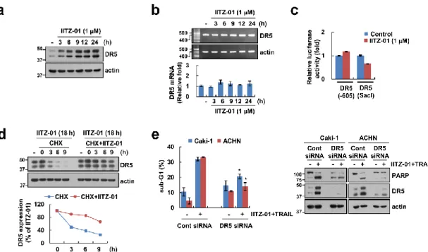 Figure  3.  DR5  stabilization  contributes  to  the  sensitization  effect  of  IITZ-01  on  TRAIL-induced  apoptosis  in  Caki-1  cells