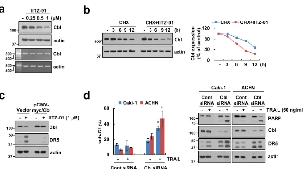 Figure  4.  Downregulation  of  Cbl  is  involved  in  IITZ-01-mediated  DR5  upregulation  and  TRAIL  sensitization