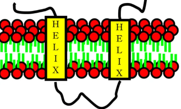 Figure  1.  Transmembrane  proteins.  integral  membrane  proteins  interact  extensively  with  the  hydrocarbon  region  of  the  bilayer.