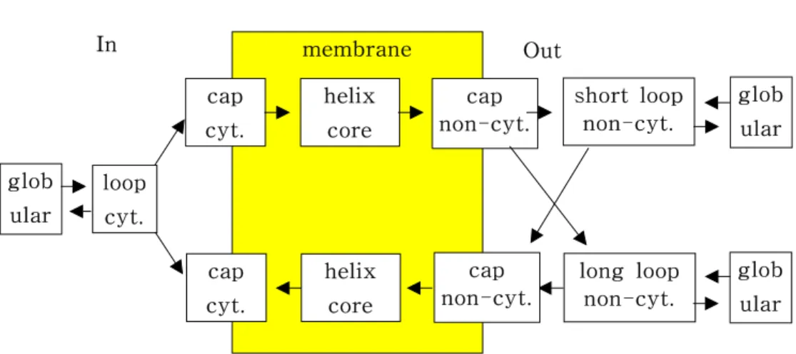 Figure  5.  Configuration  of  modeling  units  in  TMHMMInOutloopcyt.globularcapcyt.helixcorecap non-cyt
