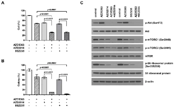 Figure 3. Effects of the combination of an AKT inhibitor (AZD5363) and mTOR inhibitors (AZD2014  and  BEZ235)  on  the  proliferation  of  PI3KCA  and  mTOR-mutated  bladder  cancer  cells