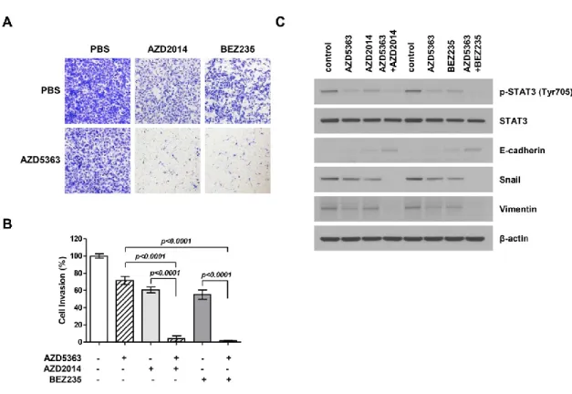 Figure 5. Effects of the combination therapy with an AKT inhibitor (AZD5363) and mTOR inhibitors  (AZD2014  and  BEZ235)  on  the  invasion  and  expression  of  epithelial-to-mesenchymal  transition  (EMT)-regulating  genes  of  PI3KCA  and  mTOR-mutated 
