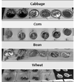 Figure 2. LD 50  values, which were CO 2  concentrations of  50% of final germination rates of seeds, for cabbage (a),  corn (b), bean (c), and wheat (d).