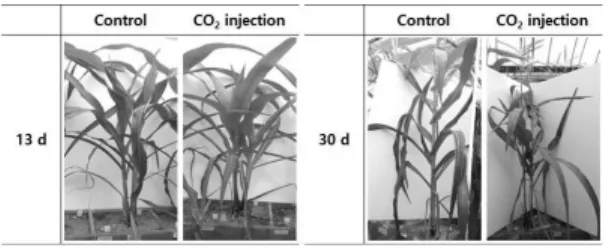 Figure 4. Morphological changes of cabbage leaf under the  Control and CO 2  injection.