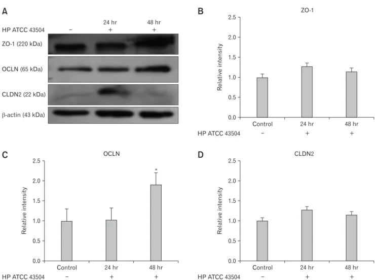 Figure 4.  Expression of zonula occludens-1 (ZO-1), occludin (OCLN), and claudin-2 (CLDN2) in HFE 145 cell lines after cultured with  He- He-licobacter pylori  43504 strain (HP ATCC 43504; O4 strain)