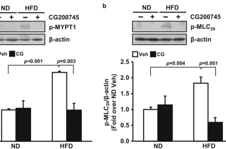 Fig. 5 Effect of CG200745 on vascular contraction. Representative picture of western blot for phosphorylated MLC 20 at Thr18 and Ser19, phosphorylated MYPT1 at Thr853, and internal control beta-actin.