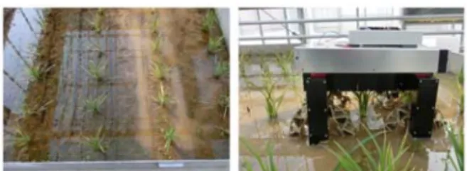 Fig 3Rice Field(left), Developed Robot(right)   