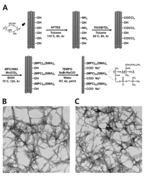 Figure 6. (A) ACNCs 제조 모식도, (B) Neat CNCs와 (C)  ACNCs의 TEM  이미지. 