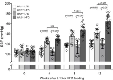 Fig. 1. Eﬀect of IDH2 on systolic blood pressure (SBP) after high-fat diet feeding. Eight-week-old Idh2 +/+ and Idh2 −/− male mice were fed a low-fat diet (LFD) or high-fat diet (HFD) for 12 weeks