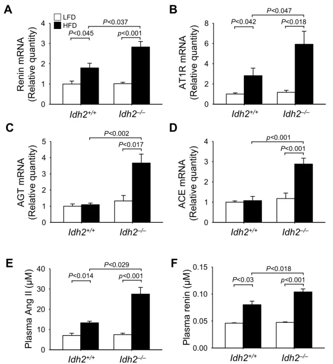 Fig. 4. Renin-angiotensin system component mRNA expression in the kidney and angiotensin II and renin concentrations in the blood of Idh2 +/+ and Idh2 −/− mice after high-fat diet feeding