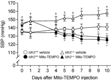 Fig. 5. Eﬀect of Mito-TEMPO treatment on blood pressure after the onset of hypertension in Idh2 +/+ and Idh2 −/− mice