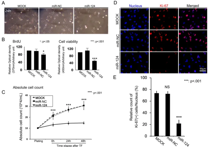 Figure 2.  Effects of miR-124 transfection on RPE cell proliferation. (A) Representative images of RPE cells after  transfection with miR-124