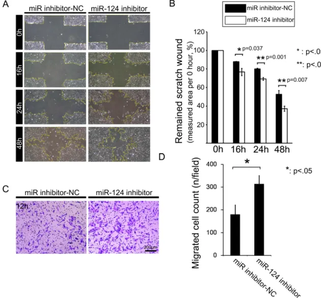 Figure 4.  Effects of transfection with an miR-124 inhibitor on RPE cell motility. (A) Representative images  of the wound closure in monolayers of RPE cells transfected with miR inhibitor-NC and miR-124 inhibitor  constructs