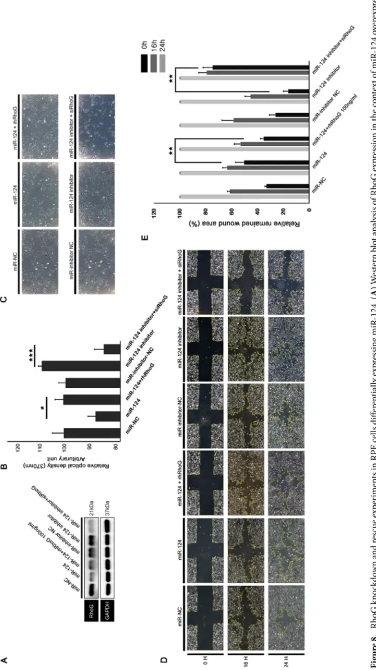 Figure 8.  RhoG knockdown and rescue experiments in RPE cells differentially expressing miR-124